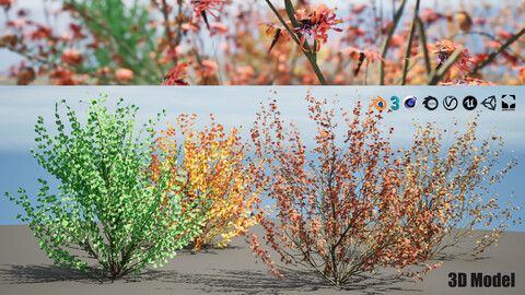 Hamamelis vernalis, a 3D Masterpiece for All Seasons