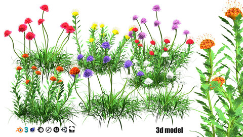 7 Pincushion Blooms 3D model