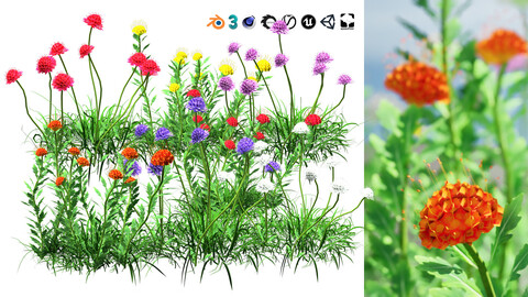 Low-Poly Pincushion Flowers Beauty