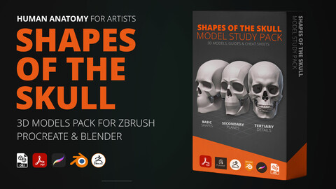 Skull Model Study Pack: Anatomy and Portraiture Sculpture Kit