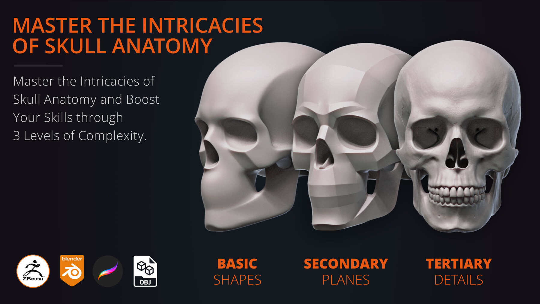 Anatomy of the Skull - Human Skull Sculpting Kit with DVD Set