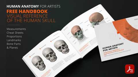 Free E-book: Human Anatomy for Artists - Comprehensive Handbook of Visual Reference of the Human Skull