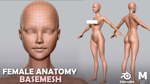 Female Anatomy BaseMesh - Topology + UV Map