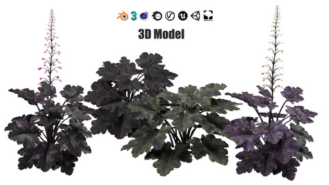 Black Pearl plant flowers 3d model