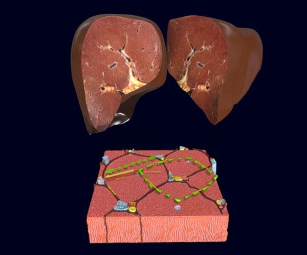 Artstation Liver Histology Anatomy Labelled Resources 8158