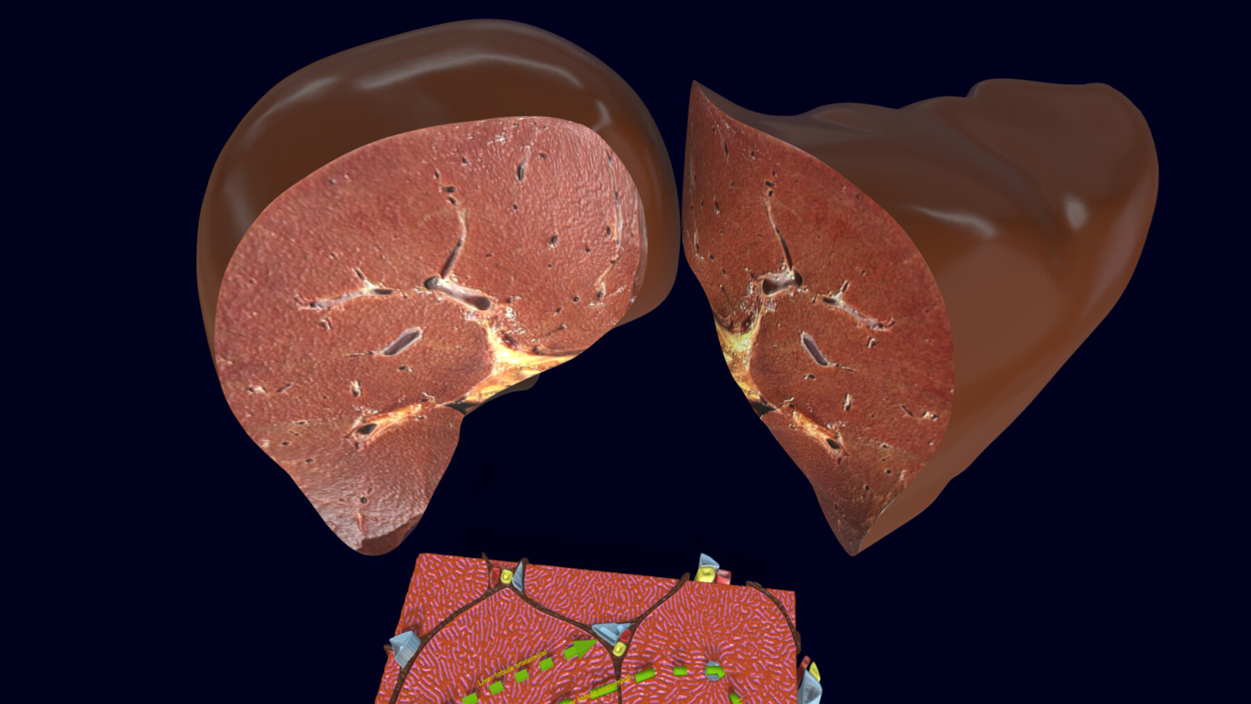 ArtStation - Liver histology anatomy labelled | Resources