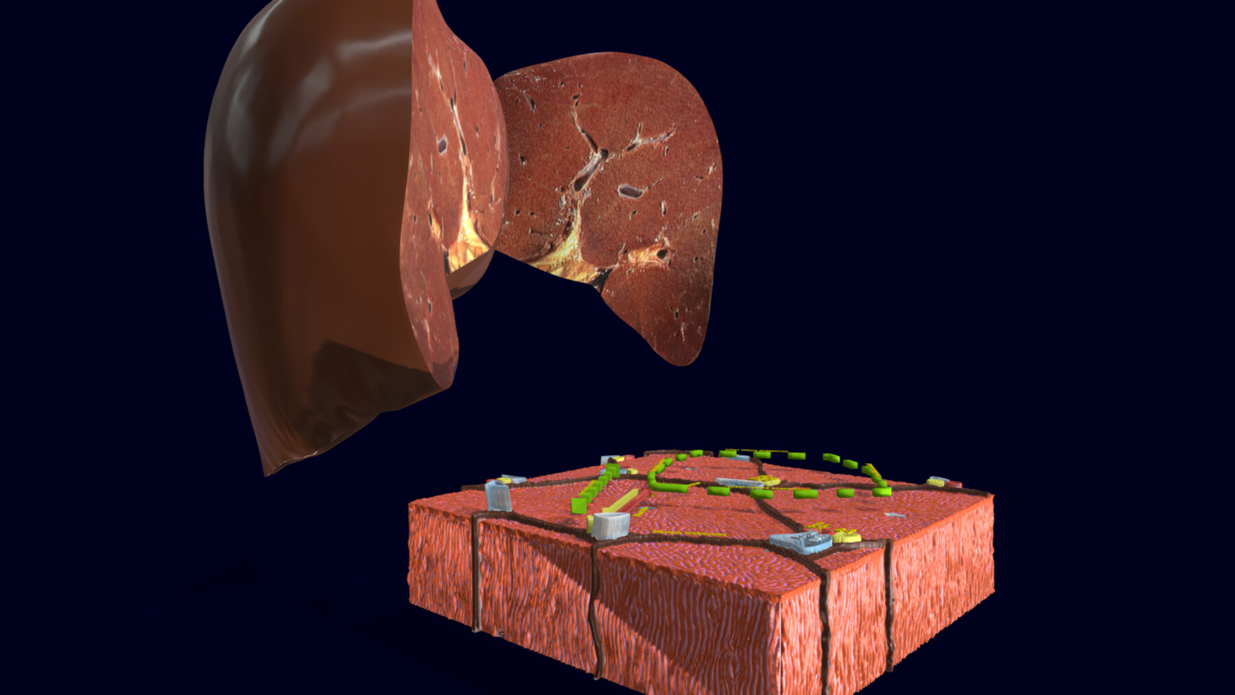 ArtStation - Liver histology anatomy labelled | Resources