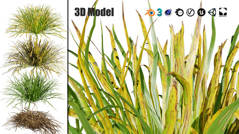 Dwarf Mondo Grass shrubs 3D Pack