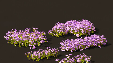 Phlox stolonifera – creeping phlox