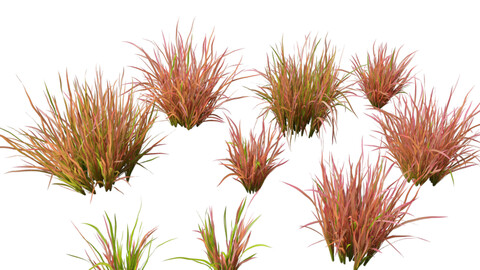 Imperata cylindrica Red Baron – Japanese Blood Grass