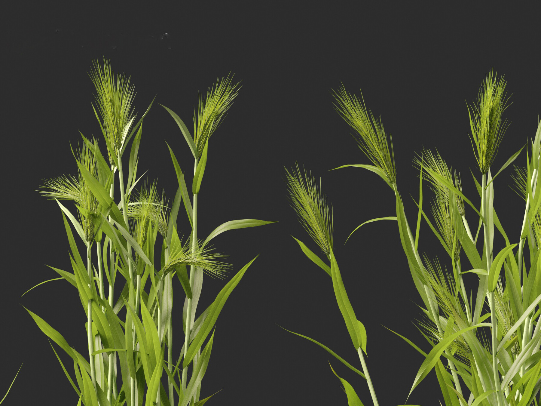 ArtStation - Hordeum – false barley | Resources