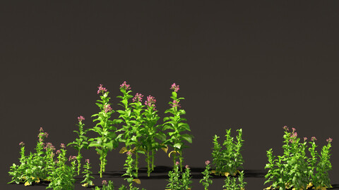 Nicotiana tabacum – Tobacco