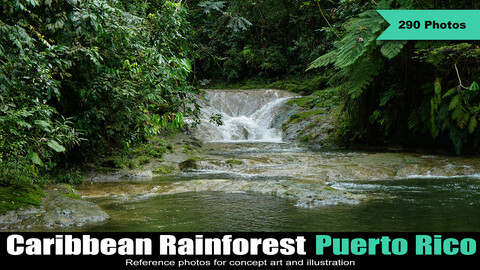 Caribbean Tropical Rainforest: Puerto Rico