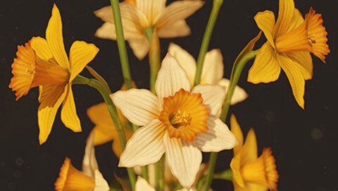 Daffodils Narcissus Flower | Bouquet With Daffodils