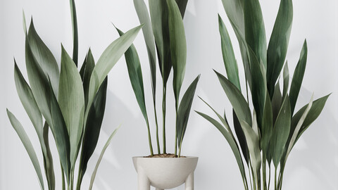 HQ HousePlants Aspidistra Elatior Cast iron Plant