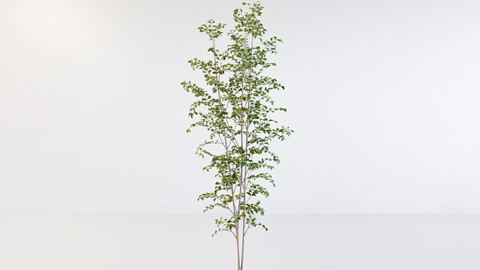 Fraxinus griffithii Tree 3 3D model