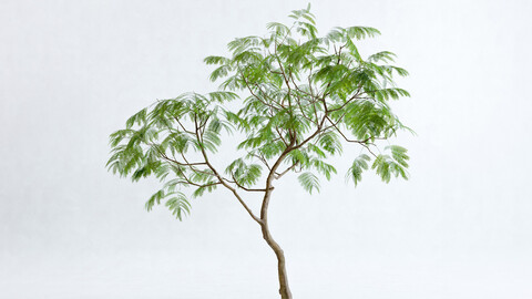 Everfresh Tree 3M - Cojoba arborea var angustifolia 3D model