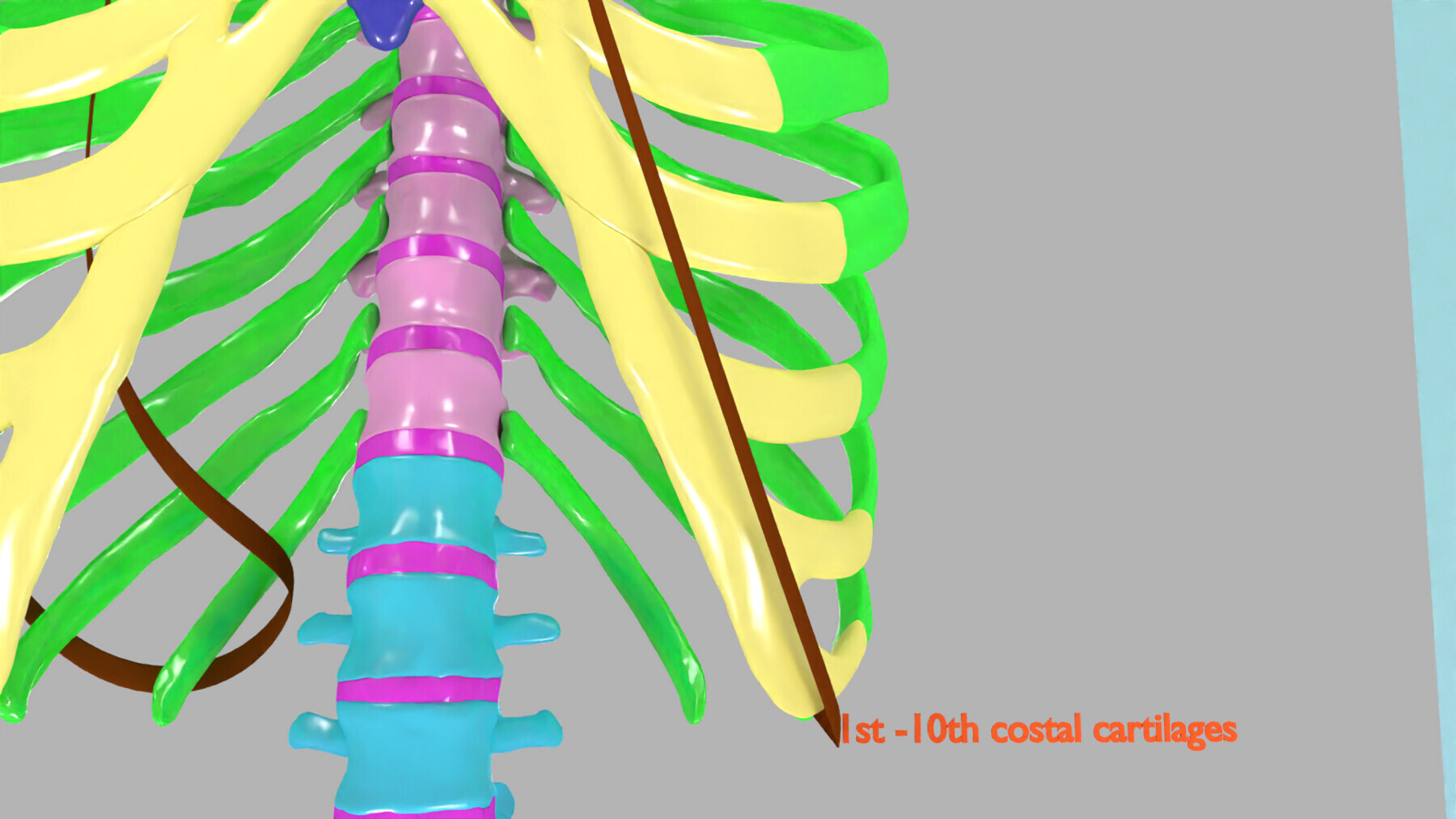 ArtStation - ribs and vertebrae color coded animated 3D model | Resources