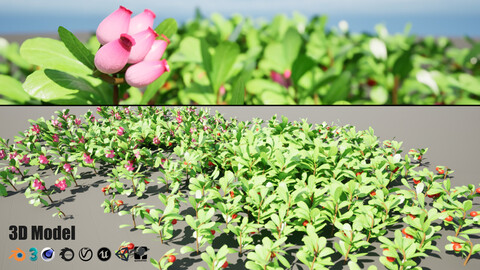 Arctostaphylos Massachusetts Hybrid plants