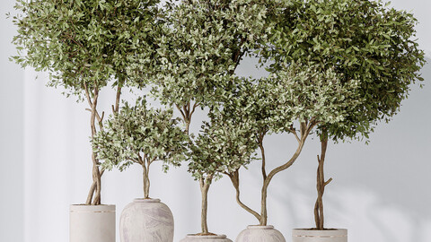 Artificial Olivo Olea Tree Indoor Vase