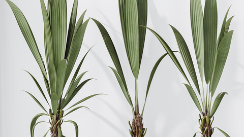 HQ HousePlants Genus Cocos nucifera Coconut Palm