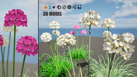 Alba Armeria Plant flowers 3d collection