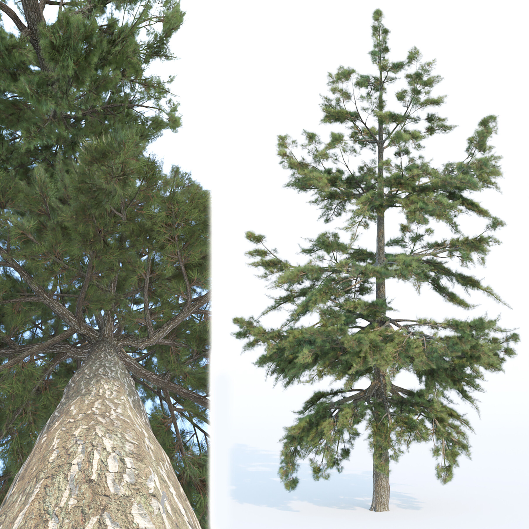 ArtStation Conifer Trees Collection Vol 86 3dsmax Resources   File 