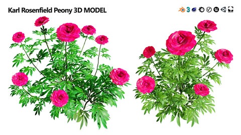 Red Karl Rosenfield Peony flowers 3d model