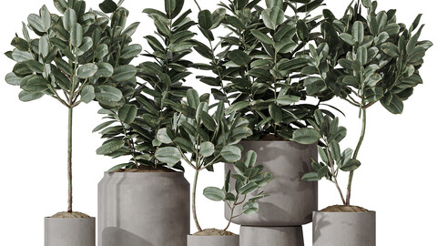 Rubber Ficus Elastica Abidjan Melany vases