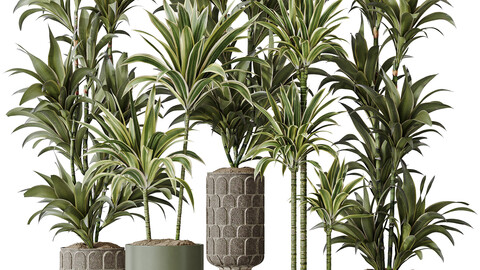 Dracaena Warneckii Lemon Lime Cane Dragon