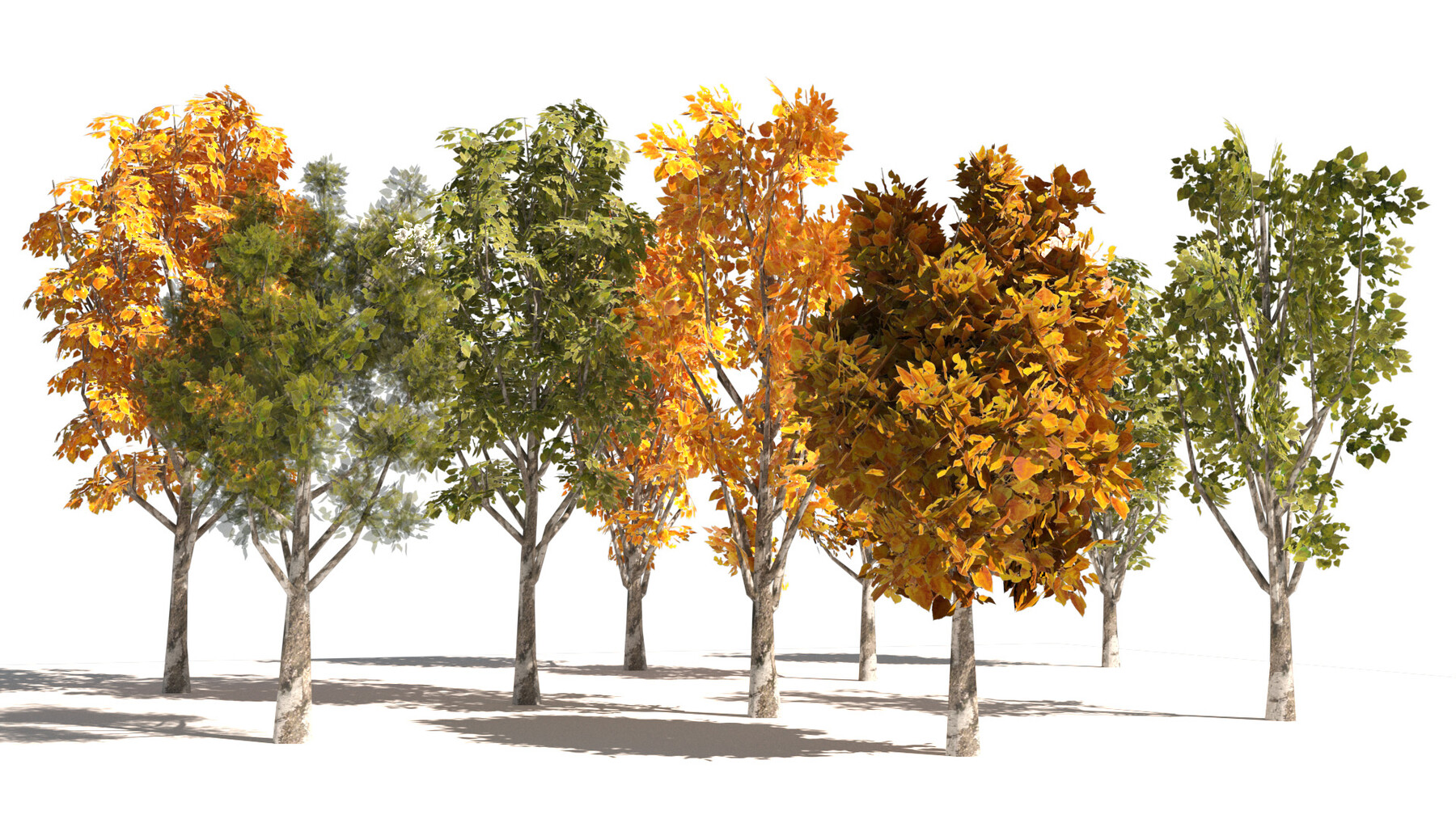 Artstation - 3d Collection Of 9 Low-poly Grijze Populier ( Grey Poplar 