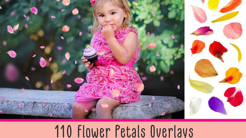 Flower Petals Photo Overlays