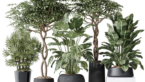 Indoor plant set 04