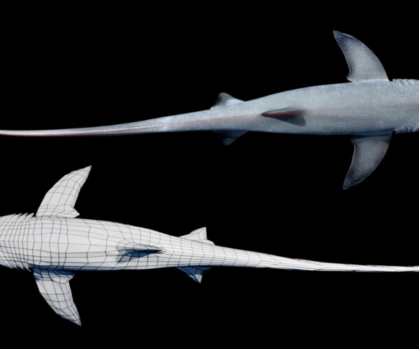 ArtStation - Animated Thresher Shark | Game Assets