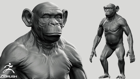 Chimpanzee - Topology + UV map