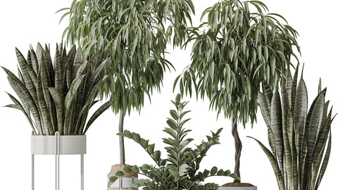 Indoor plant set 09