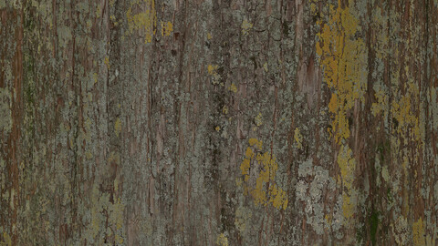 Bark Seamless Texture Patterns 2k (2048*2048) | EXR 5 | JPG 5 File Formats All Texture Apply After Object Look Like A 3D