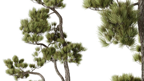 HQ HousePlants Bonsai Pinus Pentaphylla Thunbergii08