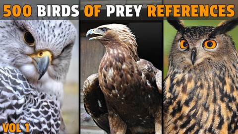 500 Birds of Prey Photo Reference -Vol 1