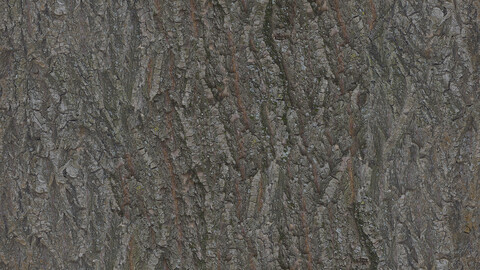 Bark Seamless Texture Patterns 2k (2048*2048) | EXR 5 | JPG 5 File Formats All Texture Apply After Object Look Like A 3D