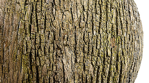 Bark Seamless Texture Patterns 2k (2048*2048) | EXR 5 | JPG 5 File Formats.