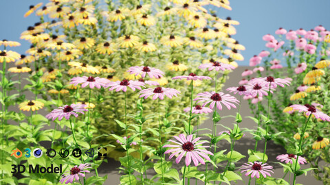 Purple and Deam's Coneflowers with Free Tutorial