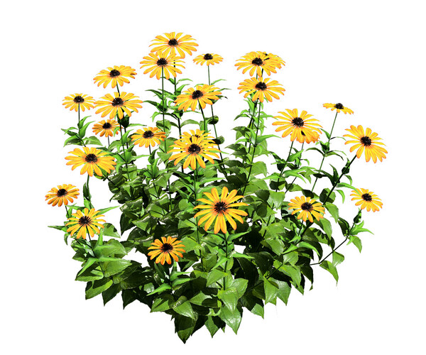 ArtStation - Coneflowers and Black-Eyed Susans with free tutorial ...