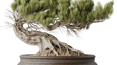 HQ HousePlants Bonsai Pinus Pentaphylla Thunbergii09