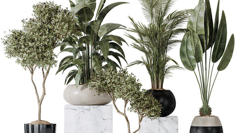 Indoor plant set 10