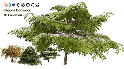 pagoda dogwood Trees 3d model (Cornus alternifolia)