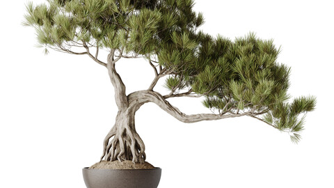 HQ HousePlants Bonsai Pinus Pentaphylla Thunbergii11