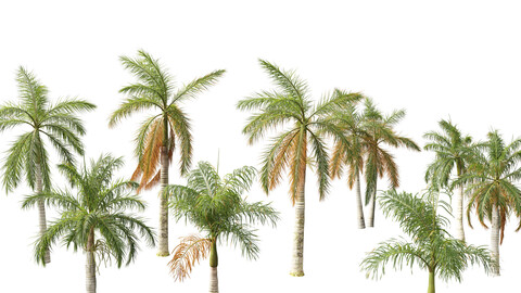 Roystonea regia - Florida Royal Palm