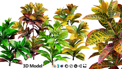 Low-Poly Croton (Codiaeum variegatum) 3D Model with Free Tutorial