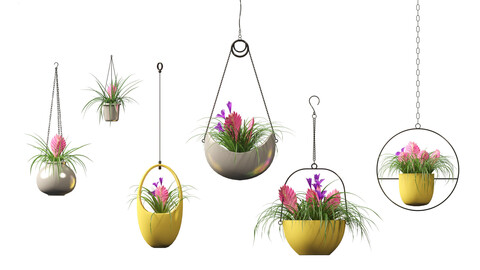 Tillandsia Cyanea – Pink quill 02